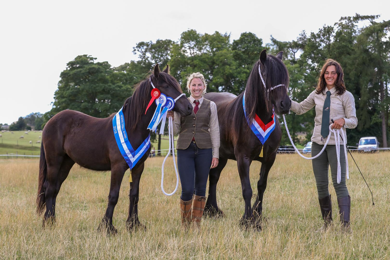 Dales Pony delight for Middleton-in-Teesdale breeders