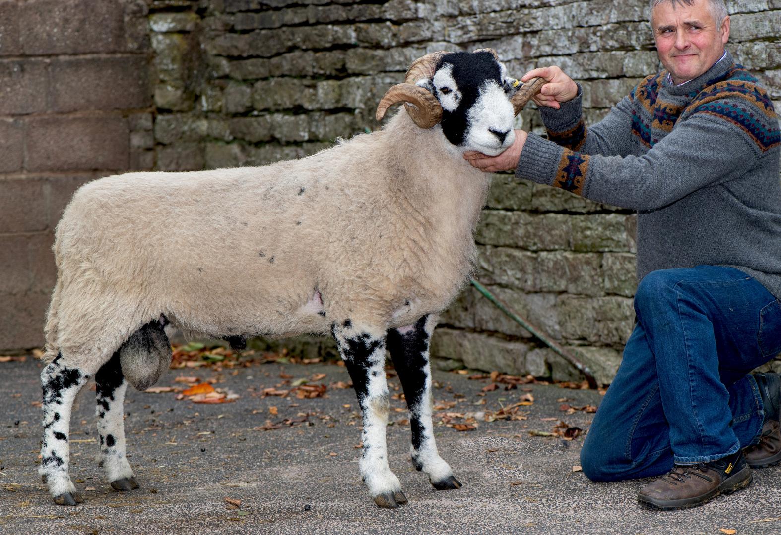 Top Swaledale Sheep Breeders Association C District ram sells for £55,000