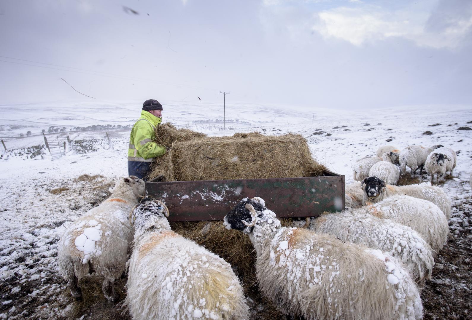 Dalesbred sheep of Greenhills farm