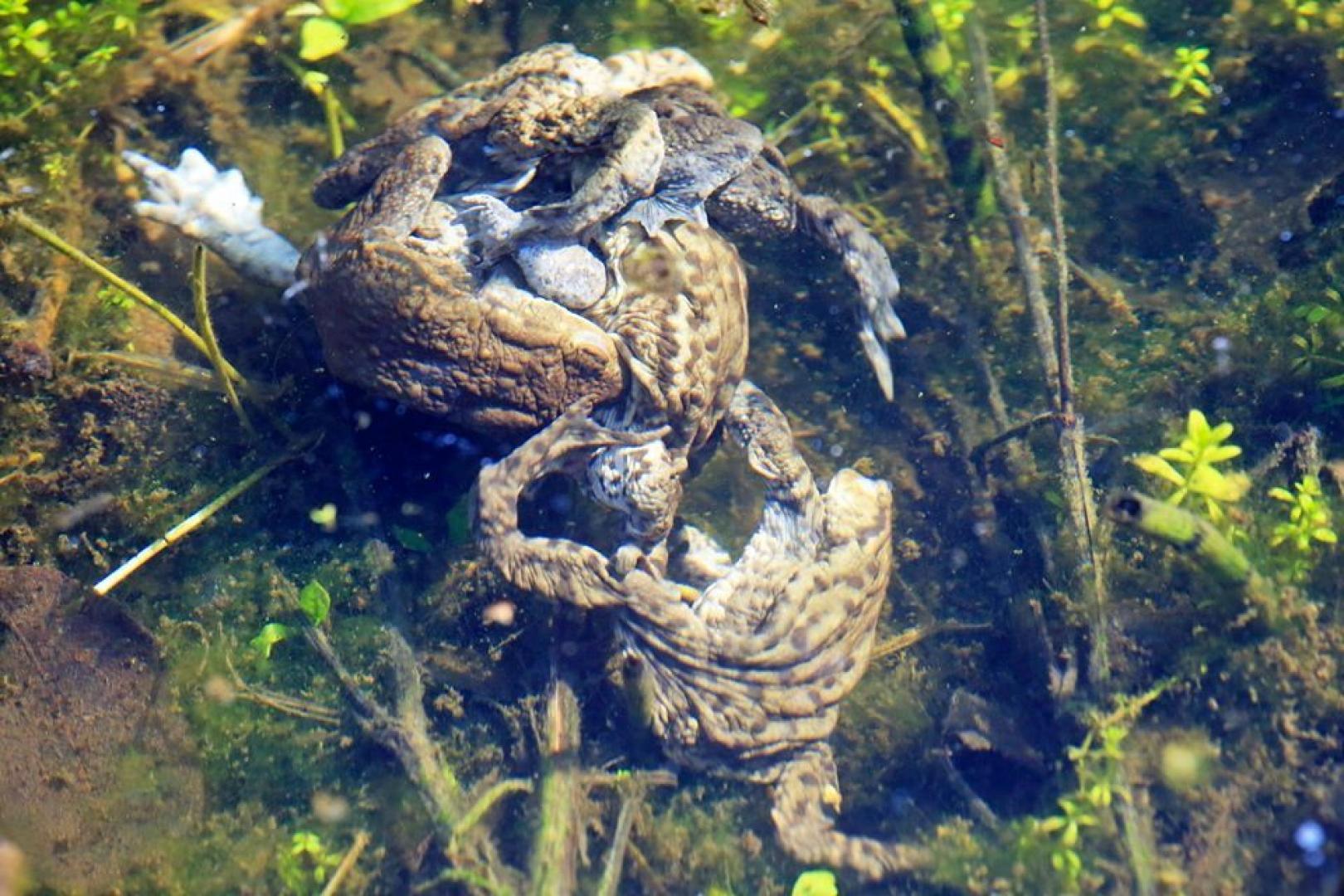 Nature Notes: Amphibian breeding is one heck of a ride