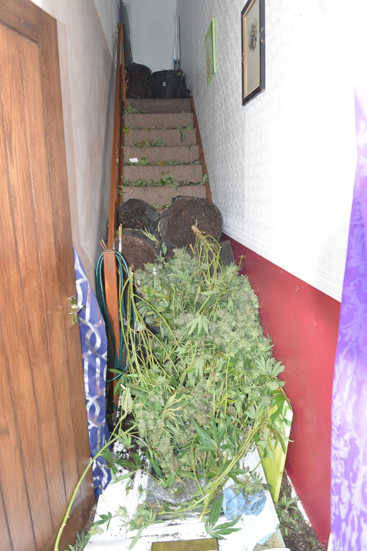 Break-in reveals drug farm at dale house