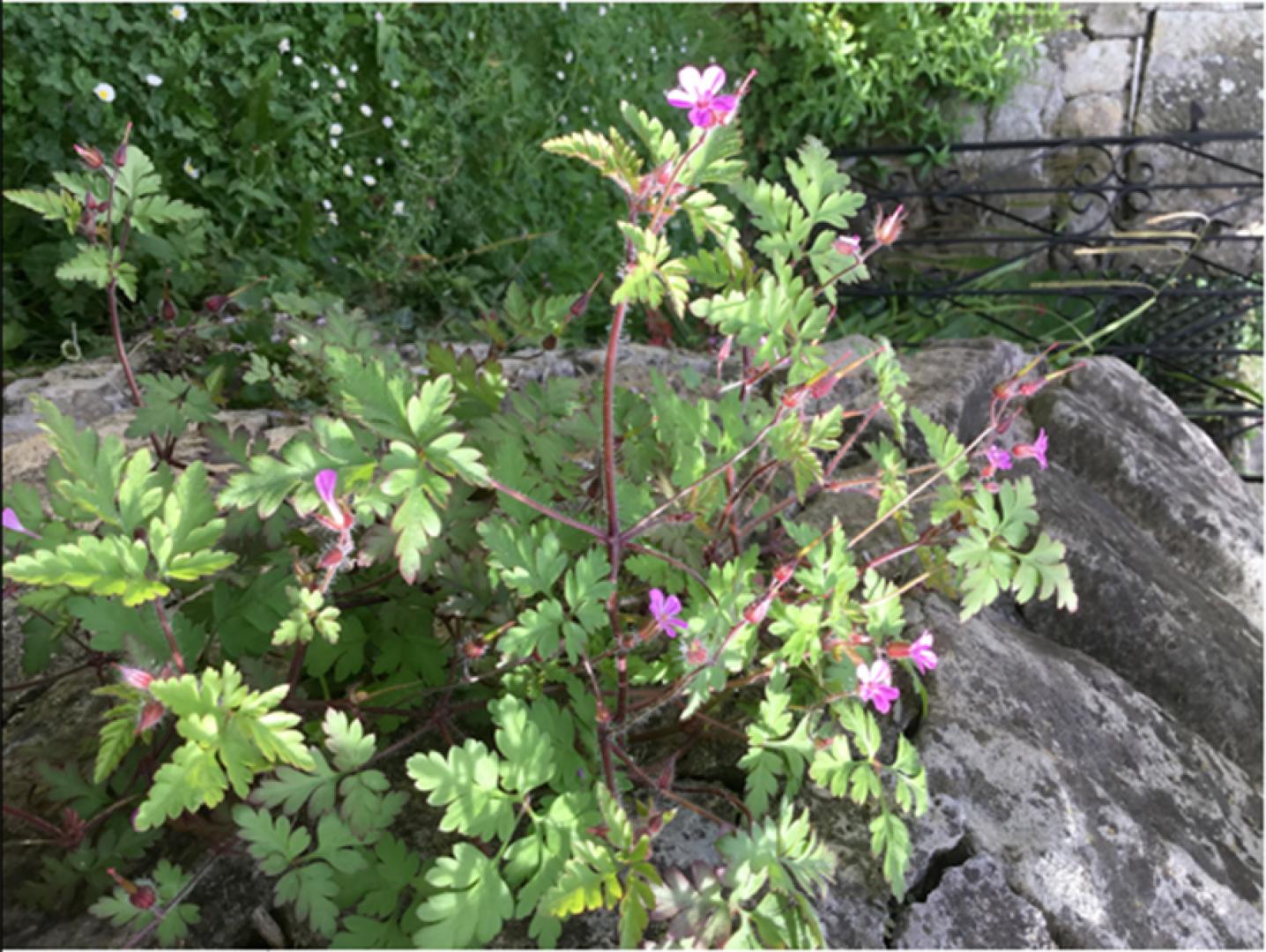 Flora and fauna: Don’t turn your nose up at Stinking Bob