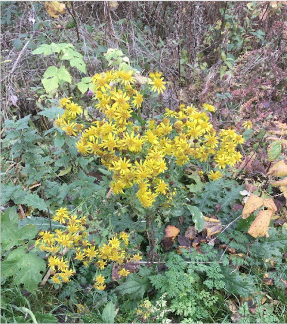 Flora and fauna – Colourful weed with a poisonous dark side