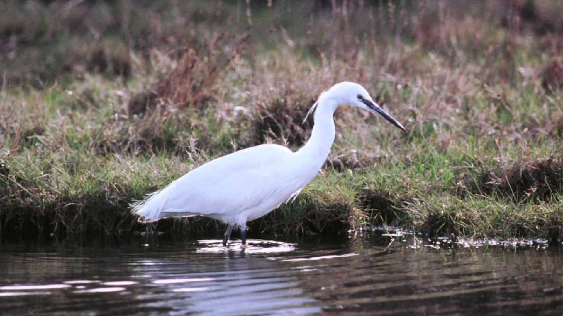 Not such bad news for wetland species