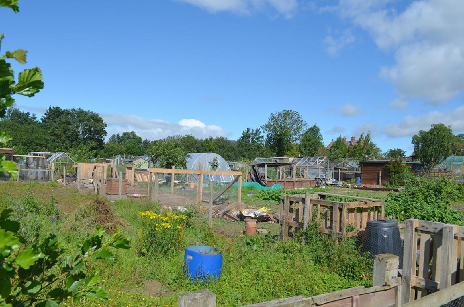 Allotments open day could be held in Gainford