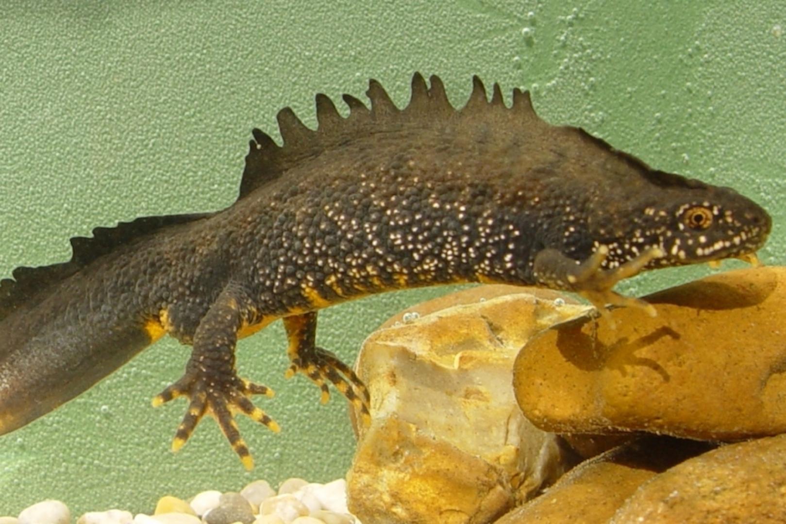 Creation of ponds ‘will safeguard endangered great crested newts’