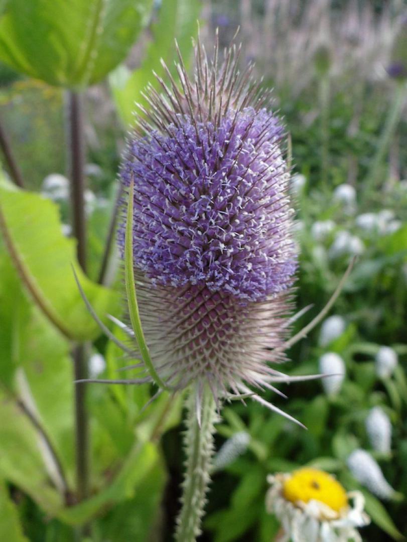 Flora and fauna: History of teasel will leave you in a spin