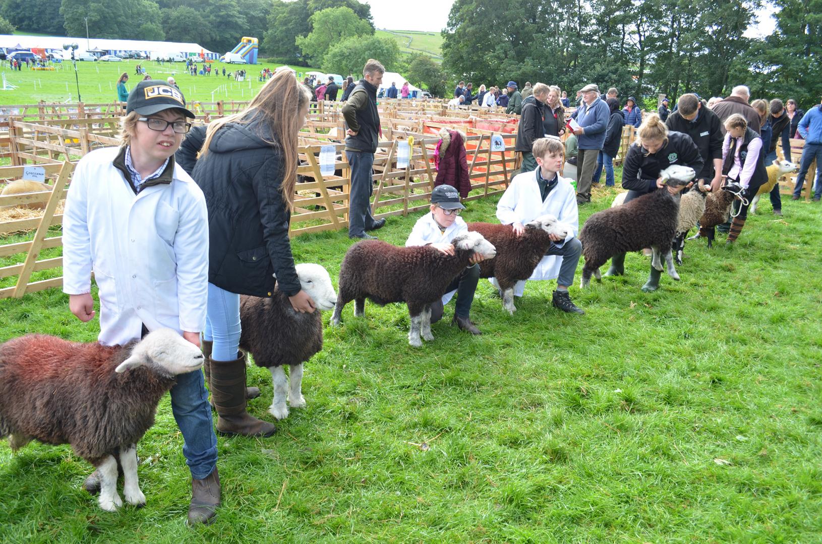 Sheep dog trials will be highlight of this year’s Bowes Show