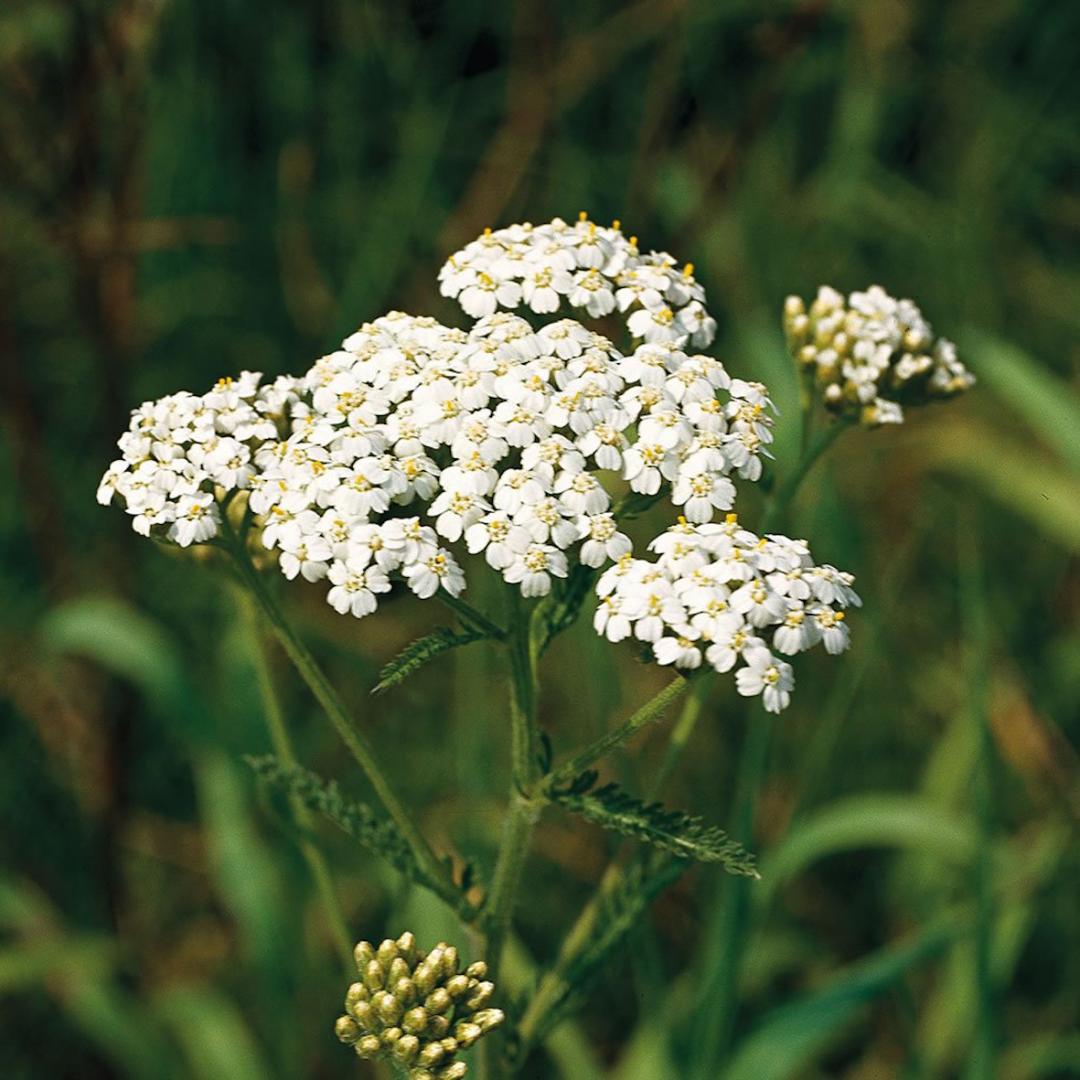 Flora and fauna: A cure for nosebleeds… and baldness?
