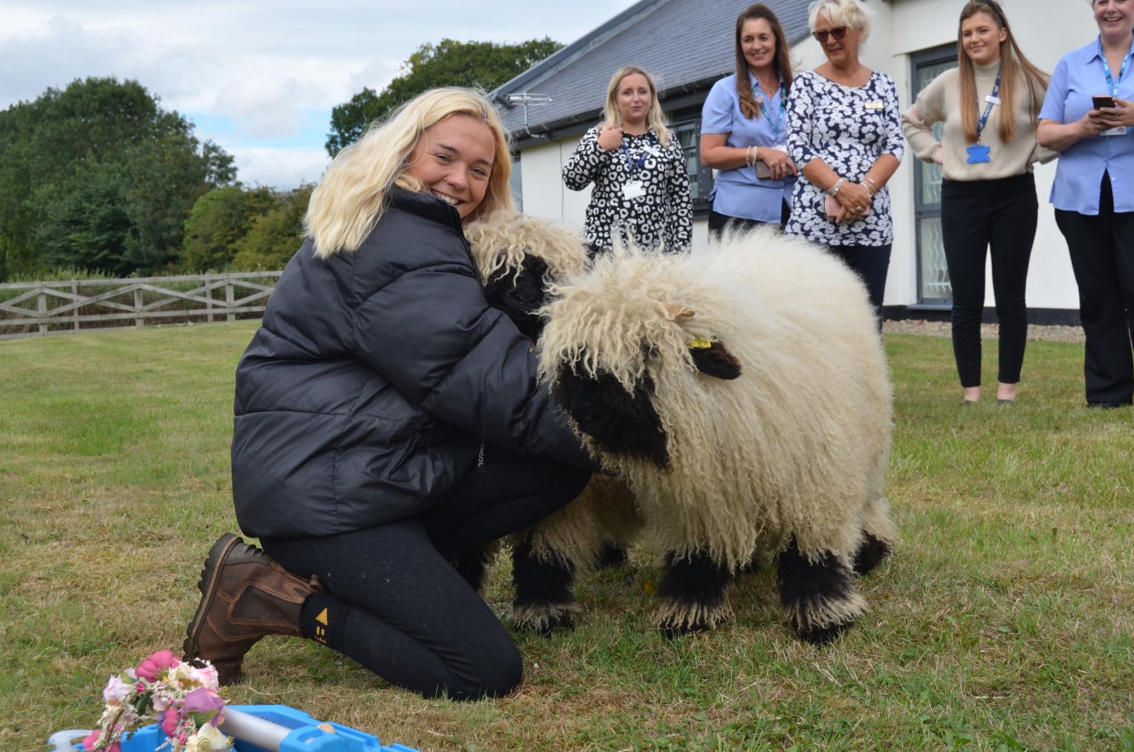 Shear genius: Business idea for cuddles with the cutest sheep in the world