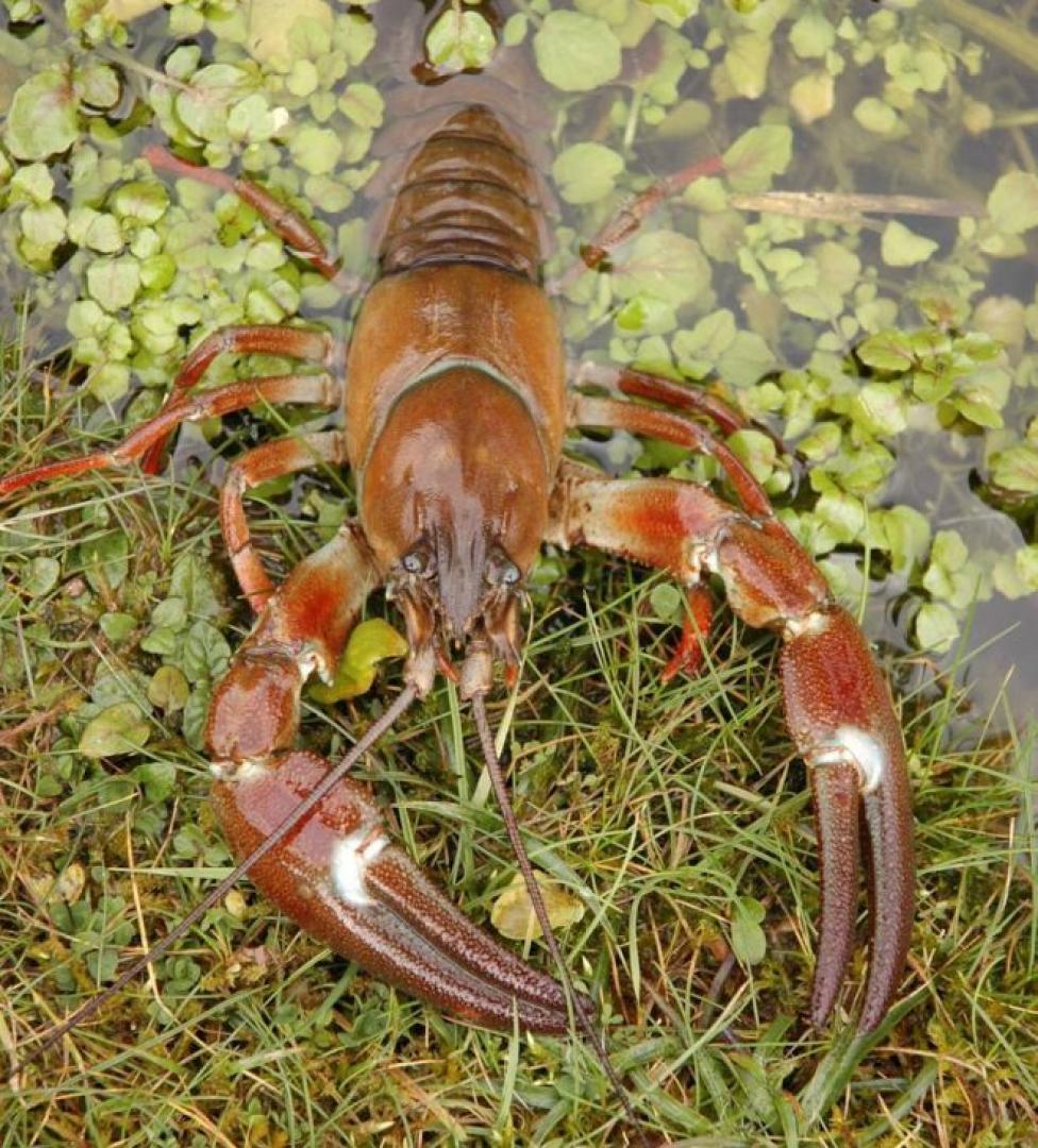 Crayfish ‘suck the life’ out of River Tees