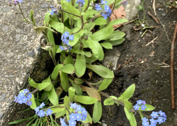 Mouse eared: Forget-me-not