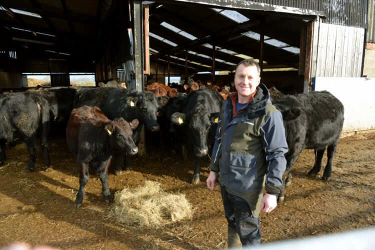 FILM ROLE: Simon Hare with some of his beef Shorthorn and Aberdeen Angus cows at Tree House Farm