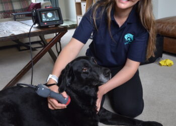 PAIN FREE: Emily Towler treating pet Labrador Maple to a session of laser therapy to ease pain of osteoarthritis