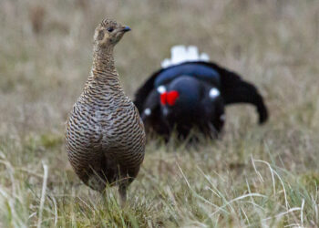 MATING DANCE: A male postures to attract a female,