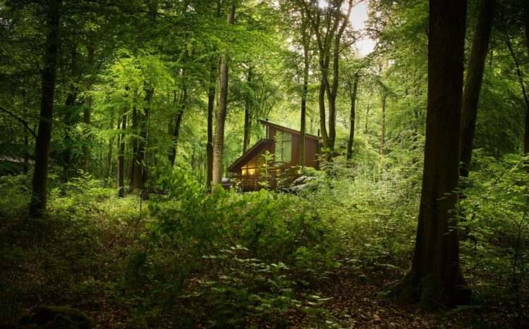 Protestors vow to keep fighting Hamsterley Forest tourist plan