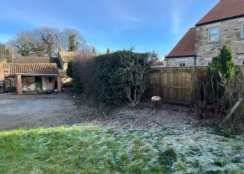 Human error to blame for controversial tree felling