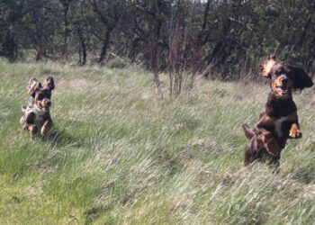 Paw-some pair lead the way for new business